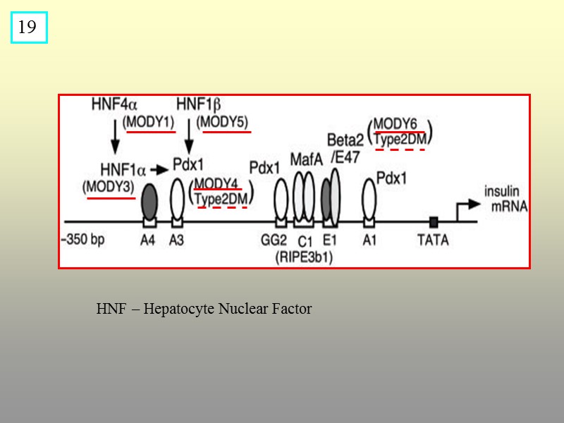 19 HNF – Hepatocyte Nuclear Factor